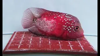 How Female Flowerhorn Lays Eggs Crossbreed Kamfa F1 Full Red Body