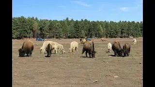 Sacred and rare White Bison
