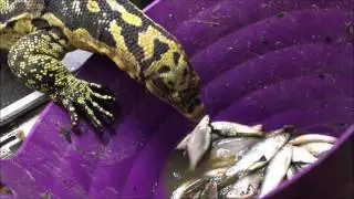 feeding Varanus cumingi at Christian Poulsen