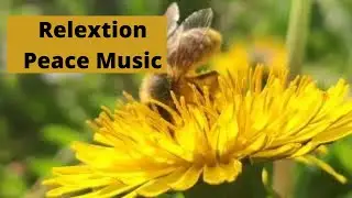 Relextion - Peace Music | Calm And Serene | Harmony | Workout Music | Stress Relief Music | 2021