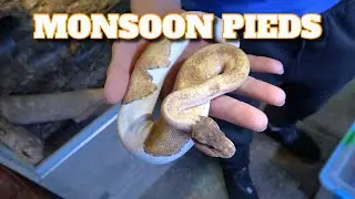 Introducing The Monsoon Pied ! Pic Of The Week!