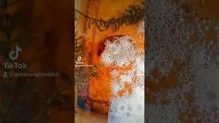 Crossbreeding Betta without Pairing|day 5(betta fry starting to swim or freeswim stage)
