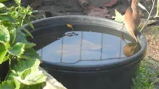 G&aelig;rdesmutte drikker vand - The Wren drinks water