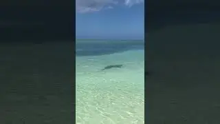 Even Shark 🦈 is Scared off The Undertaker