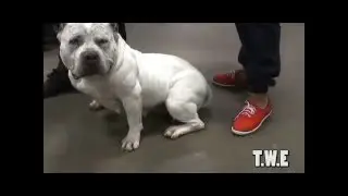 2016(ABKC) Dog Show Allentown Pa. with Thirsty Wolvez Ent.