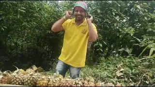 Pineapple only 10 in jhatinga Dimahaso Assam 