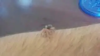 My baby G rosea Tarantula going out for a walk.