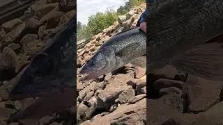Walleye Release (4K, Underwater)