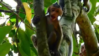 [CRYING] POOR BABY MONKEY BRIGHTEN HUNGRY BEGGING MILK @NewsBabyMonkey