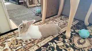 Watch how fluffy rabbit rests late in the morning! #mofu #bunny #rabbit #cute #viralvideo #relaxing 