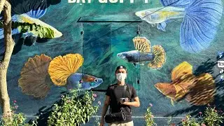 Tình Hình Trại Cá Bảy Màu Sau 7 Ngày Nhập Viện | Dat Guppy