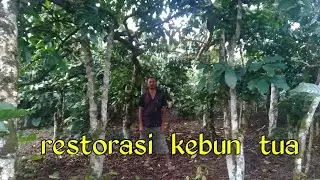 Cara restorasi kebun kopi tua
