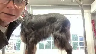 Gordon setter grooming - stripping out dead / unhealthy feathers