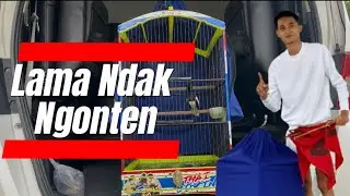 AKHIRNYA MUNCUL NGONTEN LAGI ‼️ KACER SEKTI NAMPIL KEBAKARAN 🔥🔥