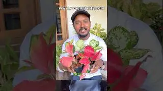 Aglaonema Combo offer