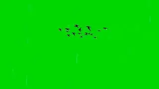 Birds flying green screen template  Right to left