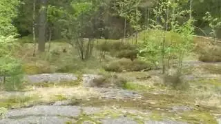 Interspecific interactions: Hare vs Crow