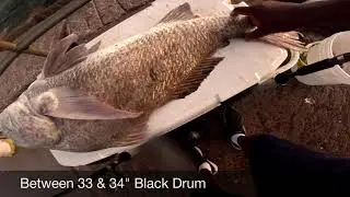 Corpus Christi TX, fishing Nice Black Drum caught with fresh cut Crab Nov 1 2025