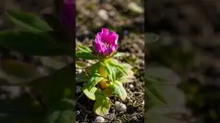 Timelapse Pink Scabiosa Bloom ✨ | 4K Ultra HD