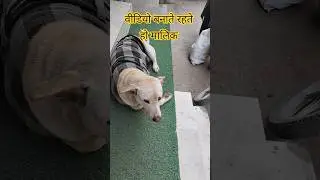 Owner, don't make videos 😂 #dogs #shorts #funny #funnyanimals #comedy #streetdog #funnydogs #pets...