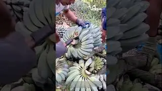 Cutting bananas with a knife: people cutting bananas with a knife