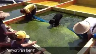 Pembenihan lele sangkuriang (Sangkuriang Sakti Video Profil