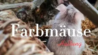 Erstausstattung von Farbmäusen Teil 1