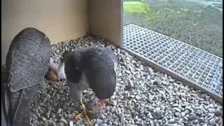 peregrine falcons  bdel  2013-05-13  2 parents feed 2 babies ;-)