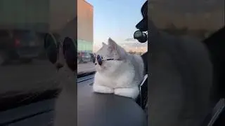 attitude cat