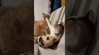The relationship between these cats is like a married couple. And it all started so well  #shorts