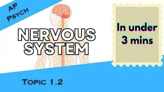 The Nervous System in Under 3 mins (AP Psychology Unit 1 Topic 2) 1.2