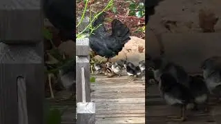 Finally, the mother found all her kids! Happy Together 😀