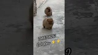 Toy Pom top quality ❤️🤟 #instagram #petshub #smalldog #subscribe #toydog #toypomdog #trending