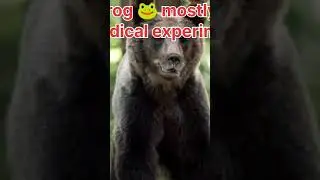Why frog mostly used in medical experiment? frog experiment  medical