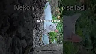 neko radi neko ladi