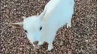 شدوق يأكل السراويل 😂😭سنابات ابوحصه و ابوعجيب