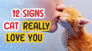 12 Signs Cat Really Loves You But You Don't Know