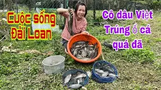Cuộc sống Đài Loan | Cô dâu Việt bắt được ổ cá rô phi, cá lóc bông | Đài Loan