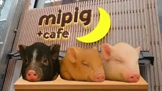 Micro Pig Cafe Experience - mipig cafe kyoto