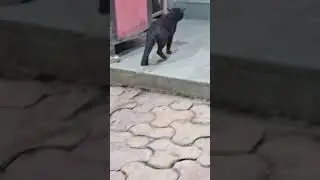 Black Cat Charm