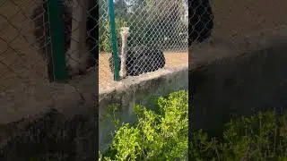 #shortsvideo #funny #funnyvideos #trendingshort #viralshorts #viralvideo #ostrich #ostrichfarm #zoo