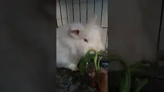 RABBIT EATING VEGETABLES #rabbit #rabbiteating #shorts