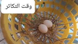 هل الأنثى تغرد مثل الفحل الحمام الملكي او لا