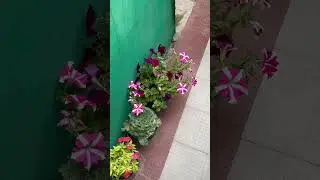 Flowers at gallery || flowers gallery || site visit