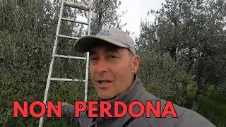 Come Rendere la Tua Scala Più Sicura per la Potatura degli Olivi