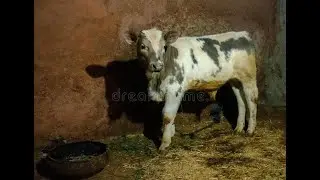 The Bosnian Pyramid of the Sun: Escaped Cow Story