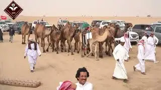 بنات شريان منقيةسعيد مشعل المويس وأخوانه