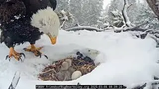 Big Bear Bald Eagle. Snowstorm in the valley. Endurance Jackie and the little ones!❄🌨6.03.2025