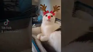 My little reindeer cat #cat #catcute #catvideos #cute #catshorts #catsoftiktok #christmas