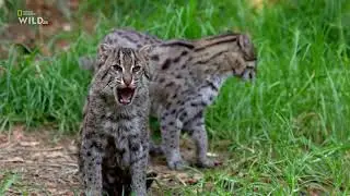 Дикие кошки Таиланда - Nat Geo Wild.Документальный фильм.